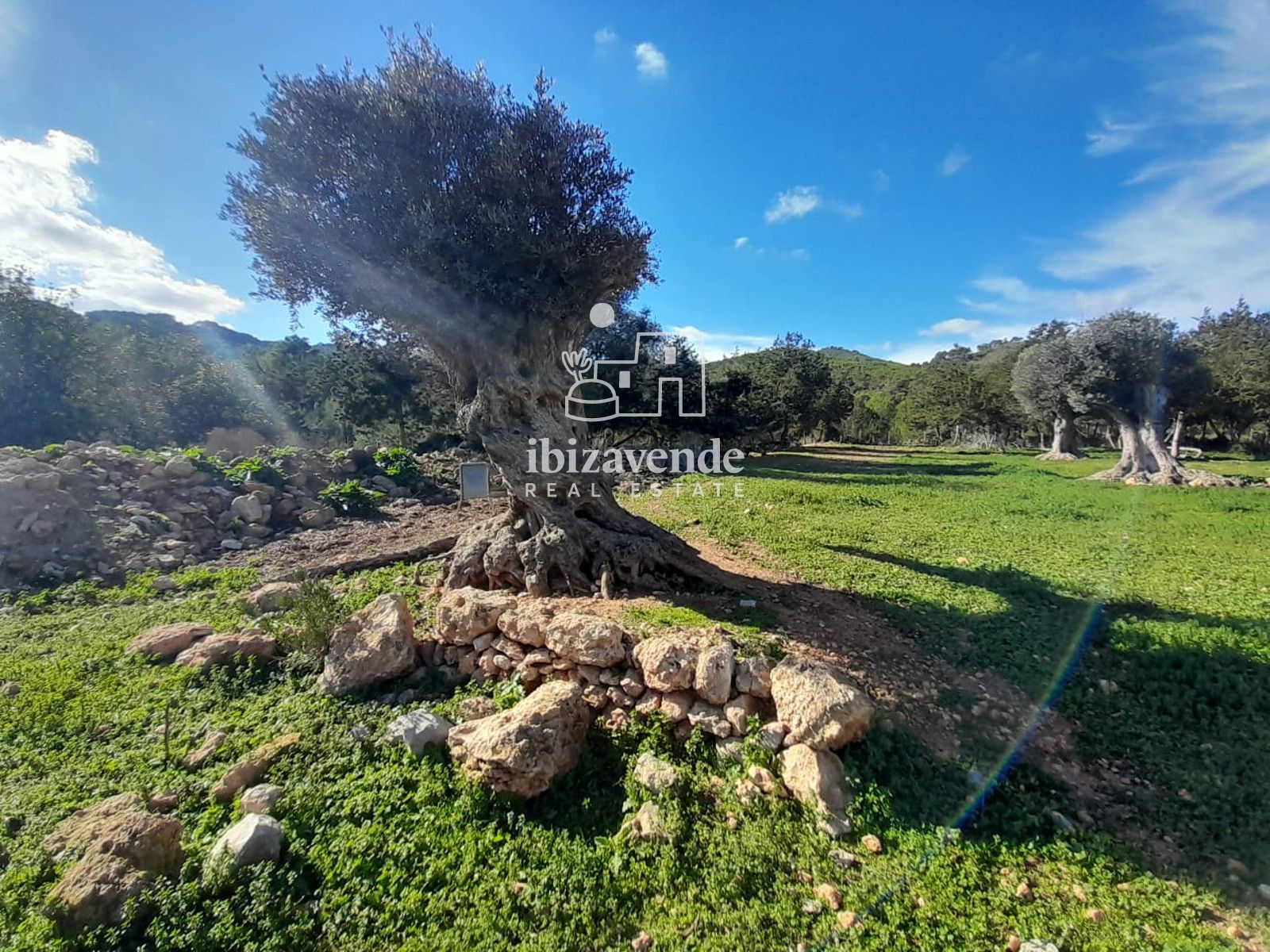Mobilia Immobilien Bild