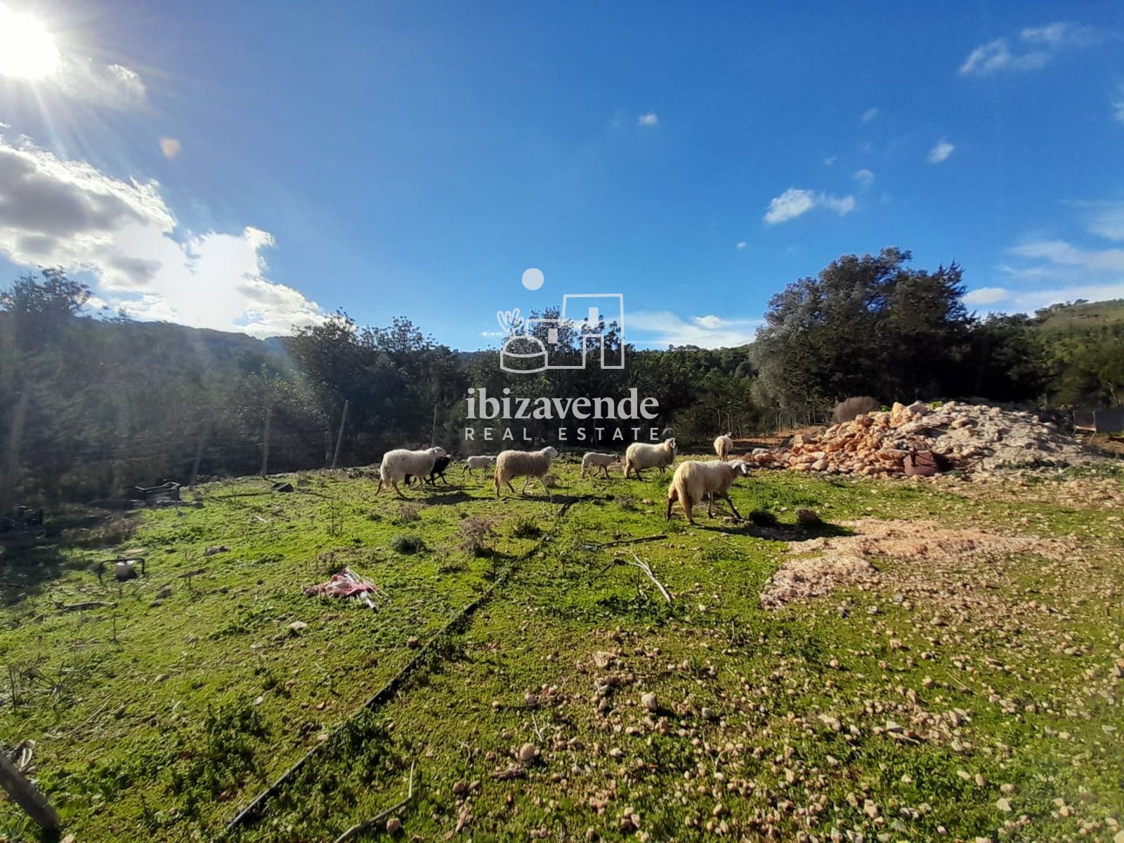 Mobilia Immobilien Bild